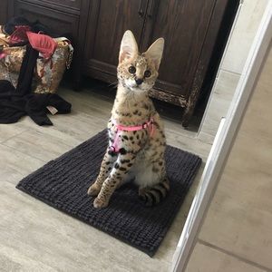 My kitty lol